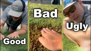 Bermuda Grass Lawns - What You Need To Know