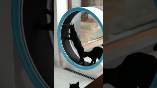 Cats are playing with the Cat's Wheel.