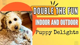 Double the Fun: Indoor and Outdoor Puppy Delights