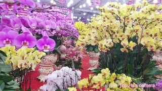 Vườn phong lan rực rỡ / A brilliant orchid garden