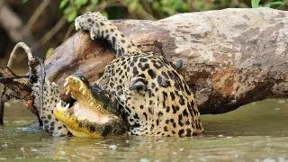 Jaguar Vs Crocodile
