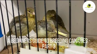 A Beginners Guide to Breeding Canaries - Part 3