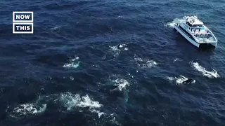 Megapod of Humpback Whales Filmed Off Australia Coast #Shorts