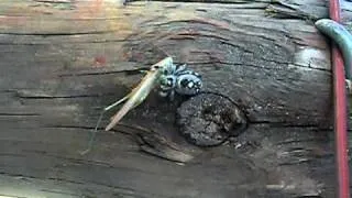 Spider Eating Grasshopper!