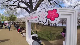 360 VR of the 2023 Cherry Blossoms in Washington D.C.