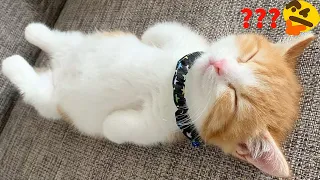 Best Animals Video Dog and Cats . Haha😍🐶😻 Funniest Animals #146