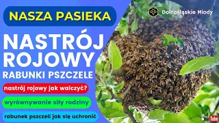 Nastrój rojowy i rabunki na pasiece, jak sobie poradzić? #pasieka #pszczoły #rój #rabunek