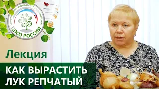 Выращивание репчатого лука.