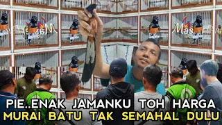 SUDAH TAK SEMAHAL DULU!! MURAI BATU TROTOLAN MULAI DARI 175 RIBUAN DI PASAR BURUNG PRAMUKA