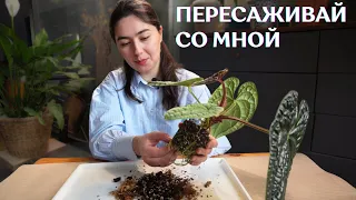 Пересадка РЕДКИХ АНТУРИУМОВ | как я ПЕРЕСАЖИВАЮ растения ЗИМОЙ