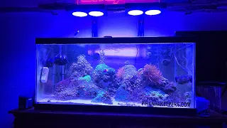 update of my reef May 15, 2024
