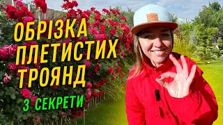 ОБРІЗКА ПЛЕТИСТИХ ТРОЯНД