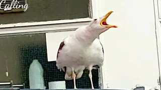 Seagulls Sounds | Seagull Calling | Seagull Voices | Seagull Bird Sound Effects All Sounds