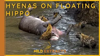 Hyenas Feeding on a Dead Floating Hippo // Wild Extracts // Masai Mara