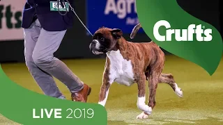 Crufts 2019 Day 2 - Part 3 LIVE