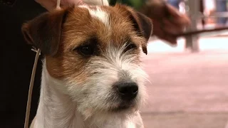 Jack Russell Terrier - Best Dog - National Terrier 2016