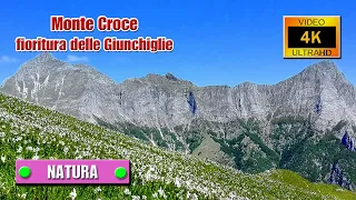 ALPI APUANE: Monte Croce - Fioritura delle Giunchiglie - di Sergio Colombini (Video 4K)