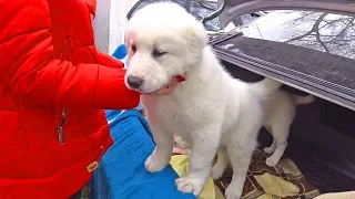 СОБАЧИЙ РЫНОК ОДЕССА 🐕‍🦺 Рынок животных 🐱 Староконный рынок ОДЕССА 🦜 Птичий рынок, РЫБКИ 🐟 2 ЧАСТЬ