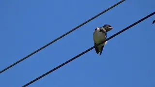 пение ласточки ласточка голос