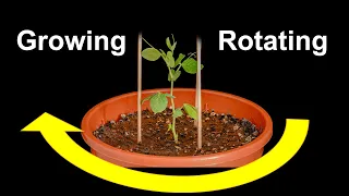 Pea plant rotating Time lapse [4K]