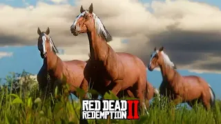 DOMEI 4 CAVALOS - Red Dead Redemption 2 - O Domador de Cavalos