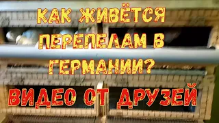 Как живётся перепелам в Германии?Видео от друзей!