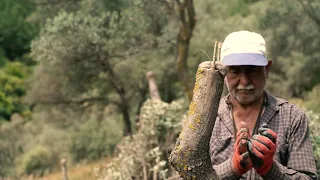 İzmir’in Zeytin Ormanlarında Aşı Zamanı