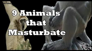 9 Animals that MASTURB*TE : How animals Masturb*te!