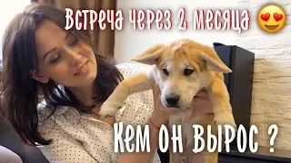 Встреча с бездомным щенком 2 месяца спустя. Какая порода?