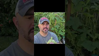 BEWARE of This When Harvesting Your Eggplants... You've Been Warned || DHBG