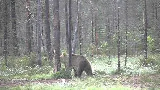Wild Brown Bear into the Finnish Taiga - June 2012
