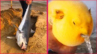 Catching Seafood 🦐🦀 Deep Sea Octopus (Catch Crab, Catch Fish , Catch Shark ) - Tik Tok #39