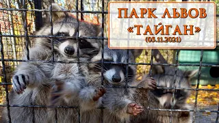 Парк львов "Тайган". 05.11.2021 г.