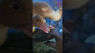 Baby Muscovy ducklings