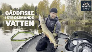 GÄDDFISKE i STRÖMMANDE VATTEN!