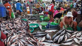 Cambodian Early Morning Fish Market Scene​​​ - Amazing Site Supply Massive Fish, Seafood & More