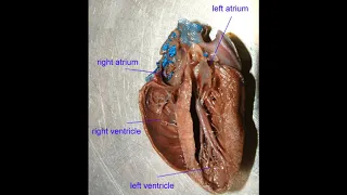 opossum heart