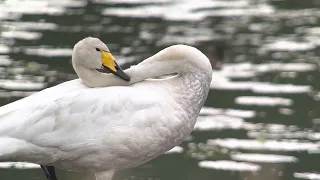 Whooper swan. Testing digiscoping w/ iPhone Mini 13 + Swarovski ATX 115mm