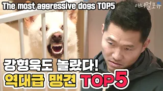 [ENG SUB] Showdown with The most aggressive dogs TOP5 [Dogs Are Incredible][It like a Cesar`s show]