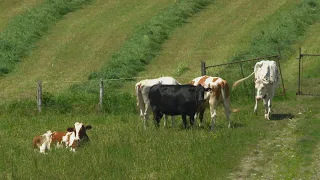 La semaine verte | L'empreinte carbone à la ferme