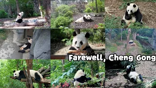 In Loving Memory of Panda Cheng Gong | iPanda