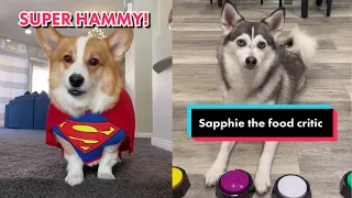 Sapphie the Pomsky & Hammy Funny TikToks - Best of Hammy and Sapphie Funniest Dogs on TikTok Videos