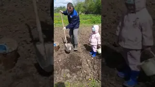Как быстро посадить картошку на огороде. Легкий способ | Садим картошку с дочкой