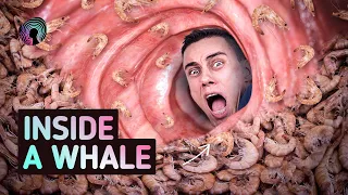 What Happens When You Get Swallowed by a Whale?