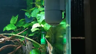 Oase Crystalskim 600 doing it's thing on the 700 liter tank