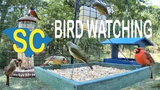Cats/Dogs Birds TV SC Bird Watching Birding Painted Bunting Cardinal Chickadee Tufted Titmouse Dove