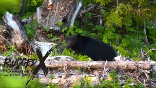 Big Black Bears of Vancouver Island