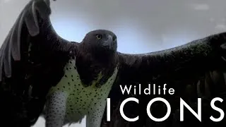 Герои дикой природы  Wildlife Icons 09 Бригада по уборке