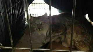 Rare lynx found, trapped in Michigan