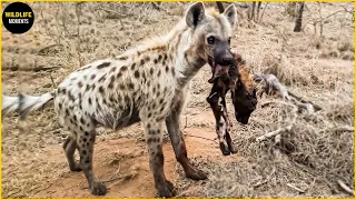 45 Brutal Moments Wild Dog Vs Hyena Fight & What Happen Next - Wildlife Moments